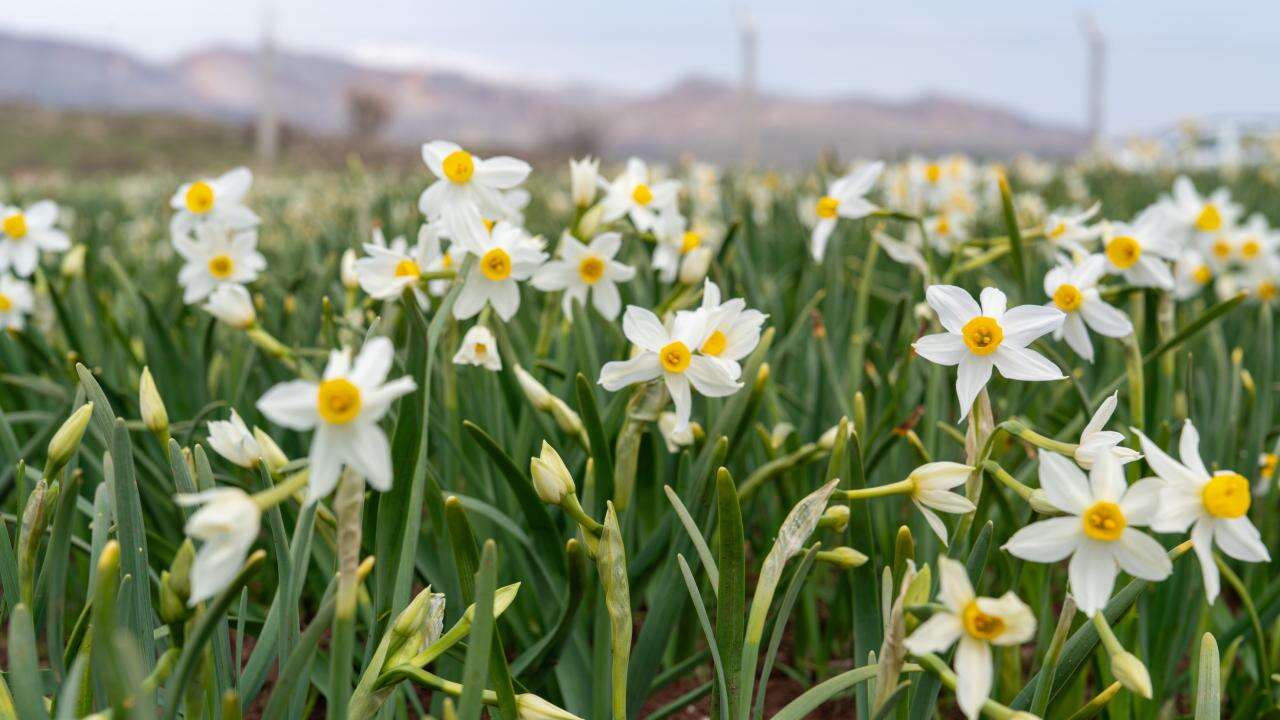 Baharın habercisi nergisler çiçek açtı!