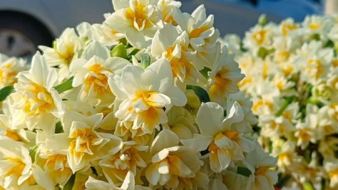 BAHARIN HABERCİSİ NERGİSLER ÇİÇEK AÇTI!