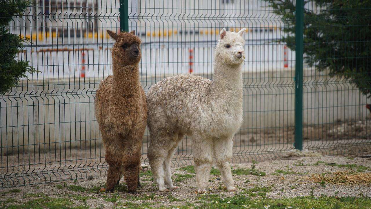 İpsala Sınır Kapısı'nda minibüste aralarında alpakaların da olduğu cins hayvanlar ele geçirildi