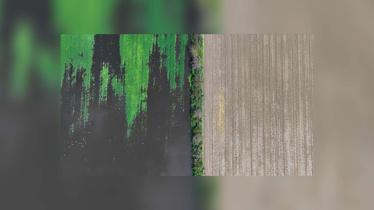 İzmir'de sağanak nedeniyle bazı tarım arazileri ve meyve bahçeleri su altında kaldı