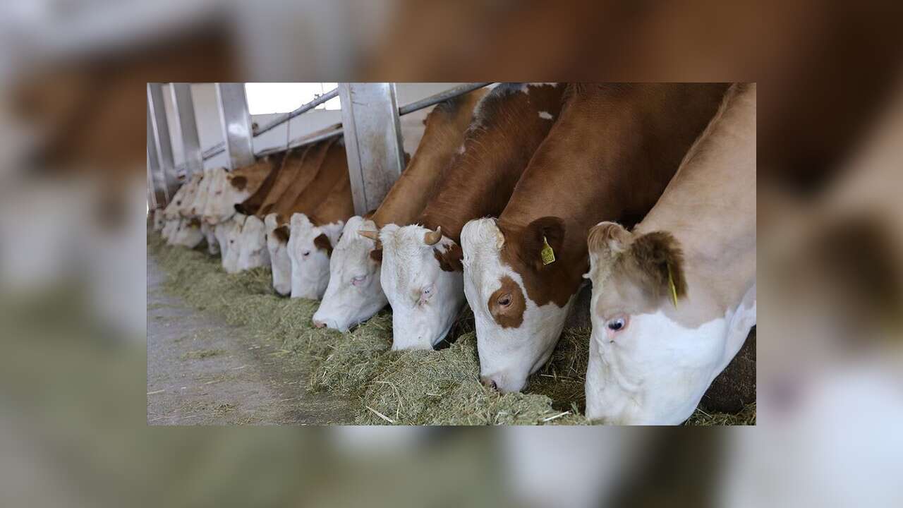 Kastamonu'ya 784 Milyon liralık besi organize tarım bölgesi yatırımı