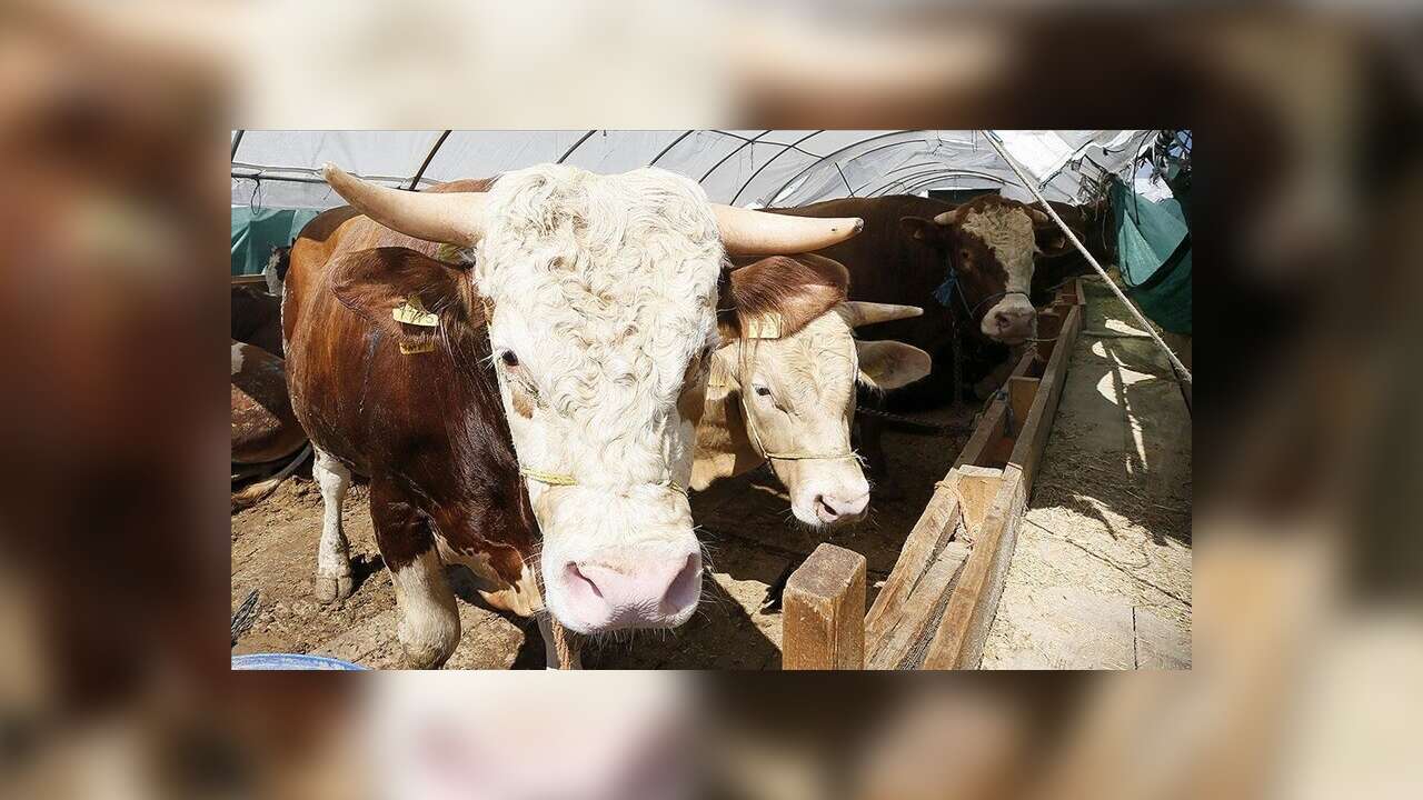 Kurban Bayramı öncesi Hastalık ve Kesimlere İlişkin Tedbirler