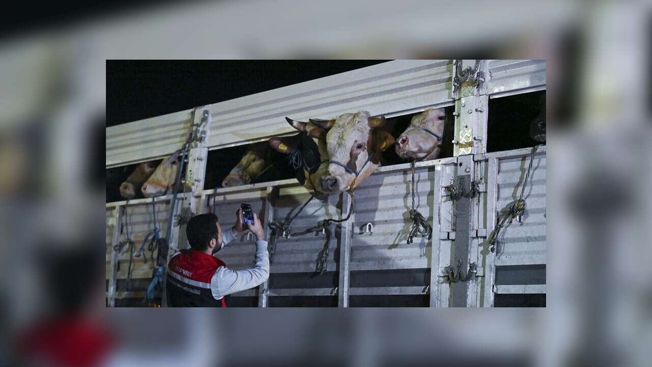 İstanbul'a kurbanlık hayvan girişleri başladı