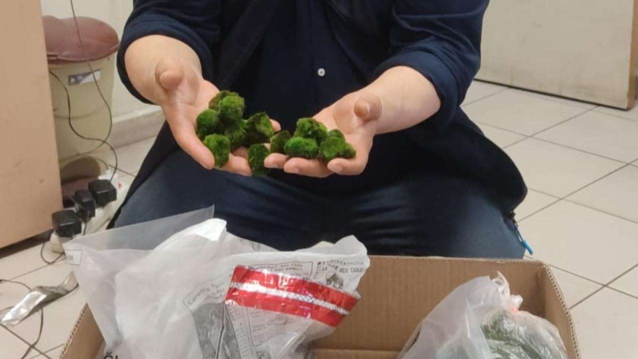 KAPIKULE'de yolcu otobüsünde 2 bin canlı yeşil alg ele geçirildi!