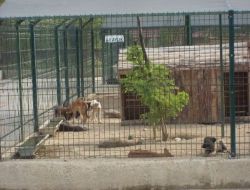 Antakya'da Kurulan Barınak Sokak Hayvanlarını Koruyor