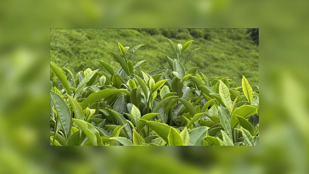 ÇAYKUR'dan yaş çay alımlarında kontenjan uygulaması