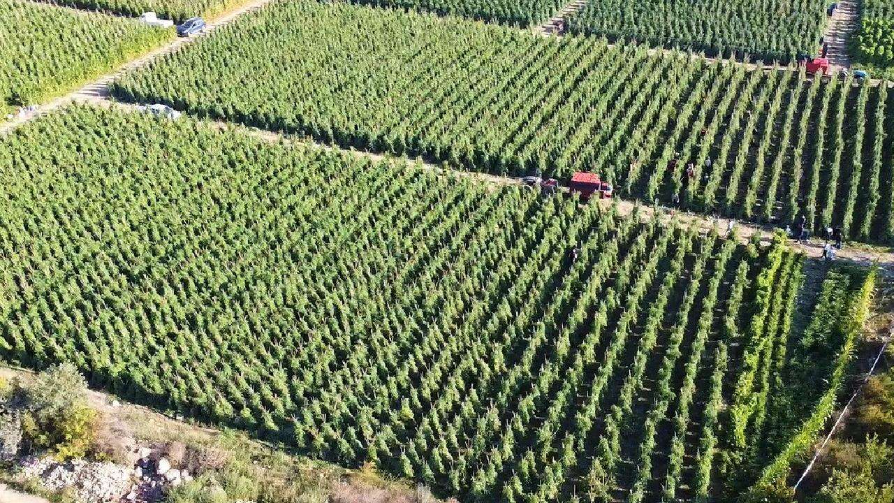 Tarımsal destek ödemesi bugün yapılacak!