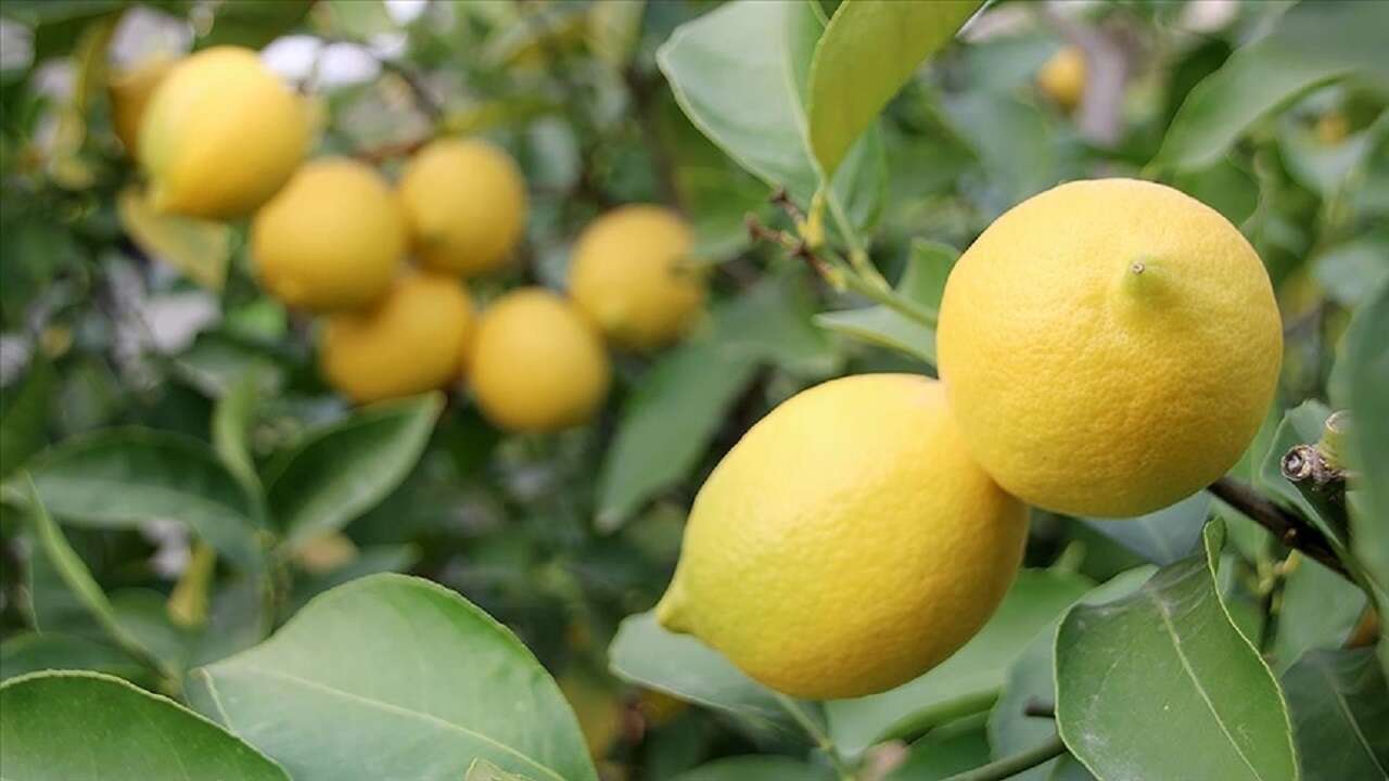 Türkiye’den 4 ayda 195 milyon dolarlık limon ihracatı