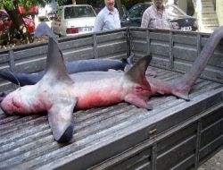 Belek'te 4,5 Metre Uzunluğunda Köpekbalığı Yakalandı!
