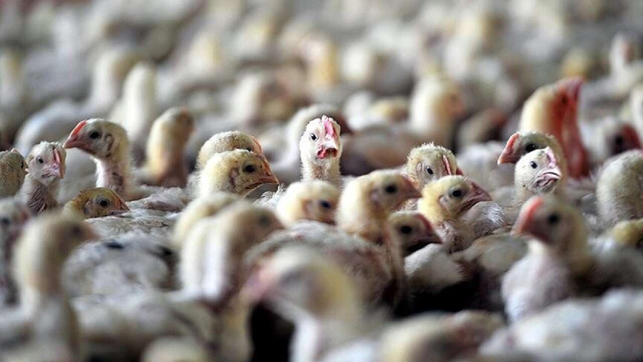 Avustralya'da kuş gribi olduğundan şüphelenilen ilk vaka kaydedildi