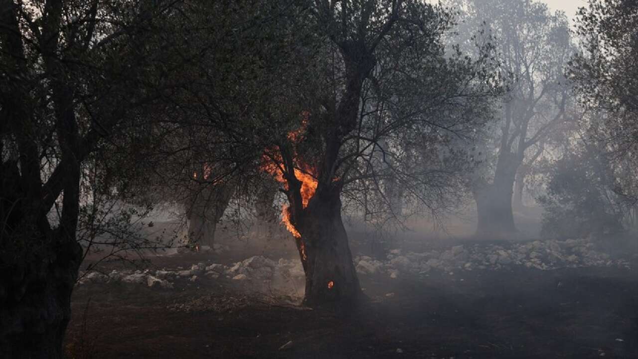 Yunanistan'ın Viotia ilinde çıkan orman yangınına müdahale ediliyor