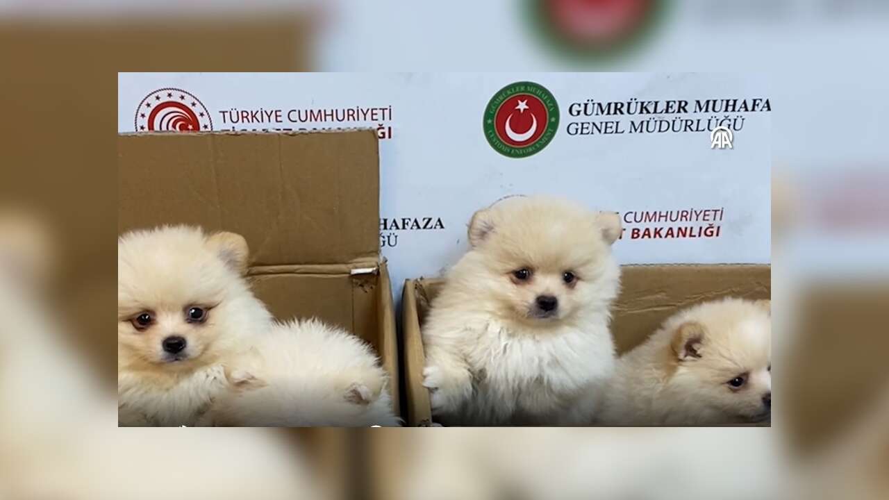 Canlı Hayvan Tacirlerine Geçit Yok! Gizli Bölmeden 6 Minik Yavru Çıktı!