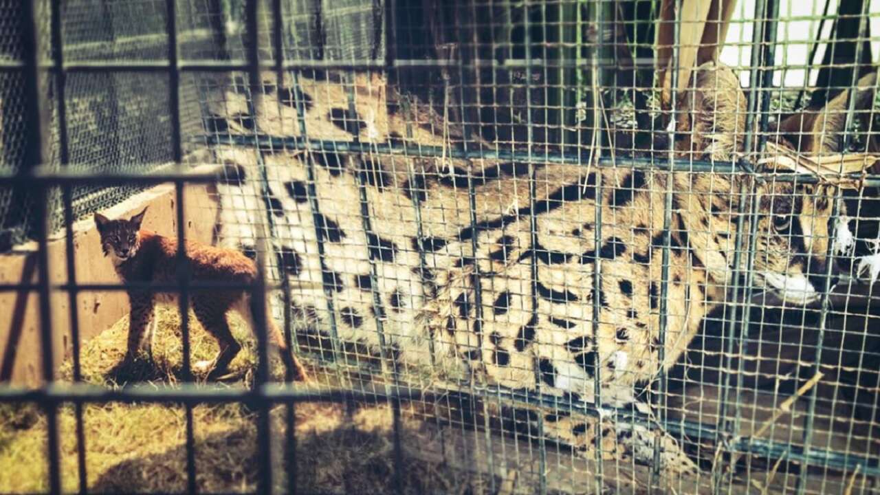 Kaçak getirilen 2 vaşak ve 2 serval kedisi gümrükte kurtarıldı