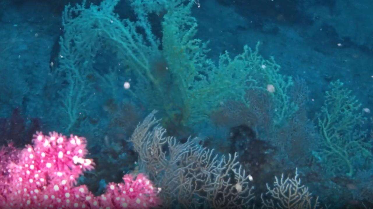 Ege Denizi'nde bugüne kadarki en büyük mercan ormanı keşfedildi