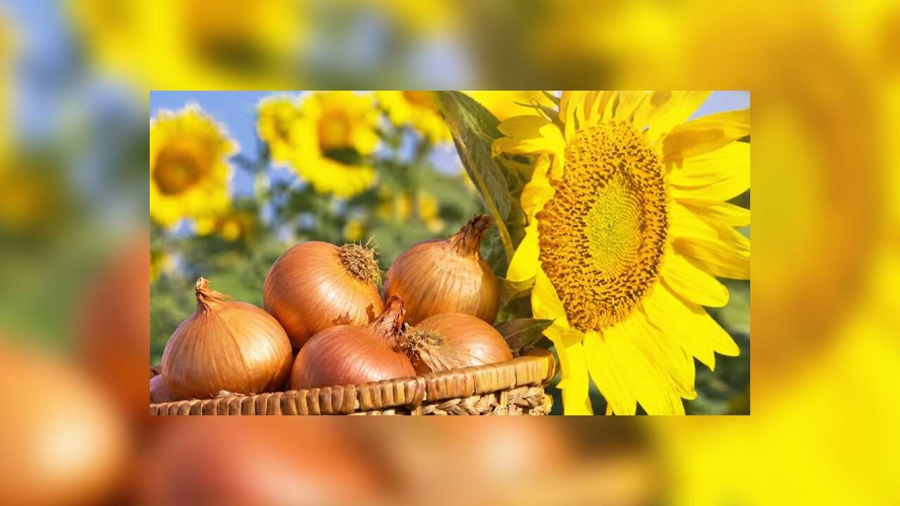 Kuru soğan ve yağlık ayçiçeği tohumu ithalatında gümrük vergilerine düzenleme