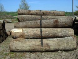 Mustafakemalpaşa'da Rekor Fiyatla Tomruk Satışı