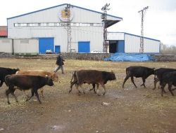 Besicinin Elinden 15 Tl'ye Çıkan Et, Markette 45 Tl'ye Satılıyor