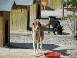 Konya'da Kısırlaştırılan Sahipsiz Köpekler Elektronik Ortamdan Takip Ediliyor!