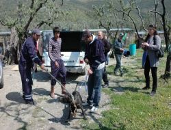 Gemlik'teki Pitbul Dehşetinden Sonra Başıboş Köpeklere Operasyon Düzenlendi!