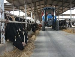 100 bin ton et ithal edildi!