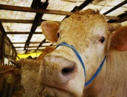 Kilosu 5,1 Liradan Hayvan Getirmeyi Vaad Etti, Gözler Ebk'da