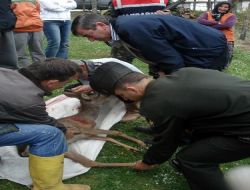 Köpeklerin Saldırdığı Karacaya Jandarma Sahip Çıktı!
