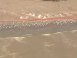 Meksika Körfezi'ndeki Sızıntı: Louisiana'daki Kuşlar Petrole Bulandı!