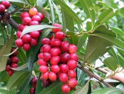 Karadeniz Bölgesi'nde 32 Cins Kara Yemiş Tespit Edildi