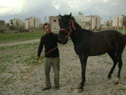 Siirt'in At Tutkunları Dernekleşmek İstiyor