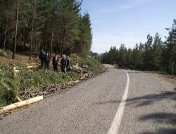 Orman Yangınlarına Neden Olan Yol Kenarındaki Çöpler Temizleniyor