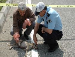 Aracın Çarptığı Yaralı Köpek Mobese Sayesinde Kurtuldu