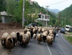Giresun'da Yayla Göçleri Başladı