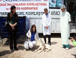 Tunceli'de Sokak Hayvanları Kısırlaştırılıyor
