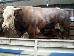 Kars'ta 1 Ton 130 Kiloluk Boğa İlgi Odağı Oldu