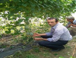 Alanya Kavunu Pazarını Arıyor