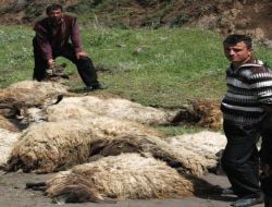 Telef Olan Koyun Sürüsüyle Birlikte Evlilik Hayali Son Buldu