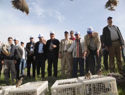 Kahramanmaraş'ta 5 Yılda 5 Bin Keklik Doğa İle Buluştu