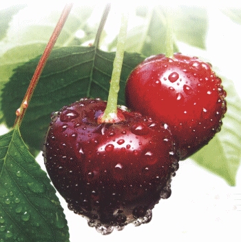 Kiraz İhracatçıyı Umutlandırdı!!