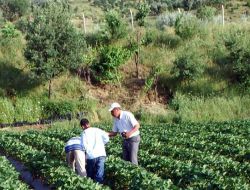 Tütüne Alternatif Olarak Geliştirilen Çilek Üretimi Yaygınlaşıyor