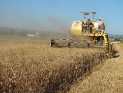 Antalya'da Pamuk Çapalama Yevmiyesi 25 TL Oldu!