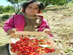 Silifke'de Bin 35 Dönüm Arazide 310 Ton Kiraz Üretildi