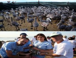 İzmir Kuş Cenneti'ndeki Flamingolar Halkalandı