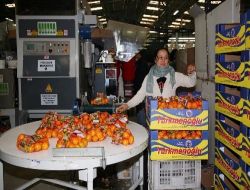 Ege Bölgesi Narenciye Rekoltesinde En Büyük Dilimi Portakal Aldı!