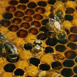 Seydişehirli bal üreticileri birlik kurmaya hazırlanıyor!.