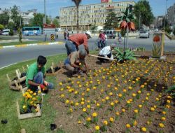 Adıyaman'da Kavşaklar Çiçeklerle Süsleniyor