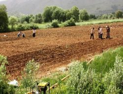 Çelikhanlı Çiftçiler Tütüne Virüs Bulaşmasından Korkuyor.