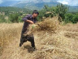 Etkili Yağmurlar Buğday Üreticisini Korkuttu