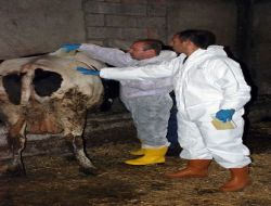 Bolu'da Büyükbaş Ve Küçükbaş Hayvanlar Keneye Karşı İlaçlanıyor!