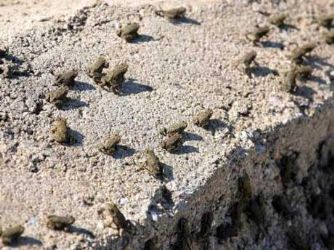 '24 saat içinde deprem olacak' iddiası!!