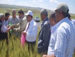 Nevşehir'de 200 Bin Sinakle Süneye Karşı Mücadele Edilecek